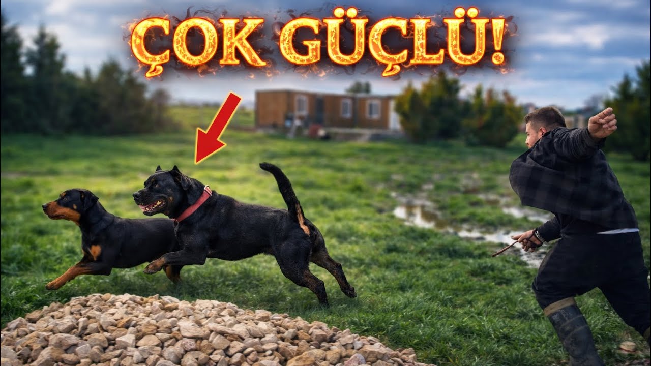 ROTTWEİLER ODİN TASMAYI KIRDI DOBERMAN DEDE&rsquo;YE &Ccedil;&Ouml;KT&Uuml;! 