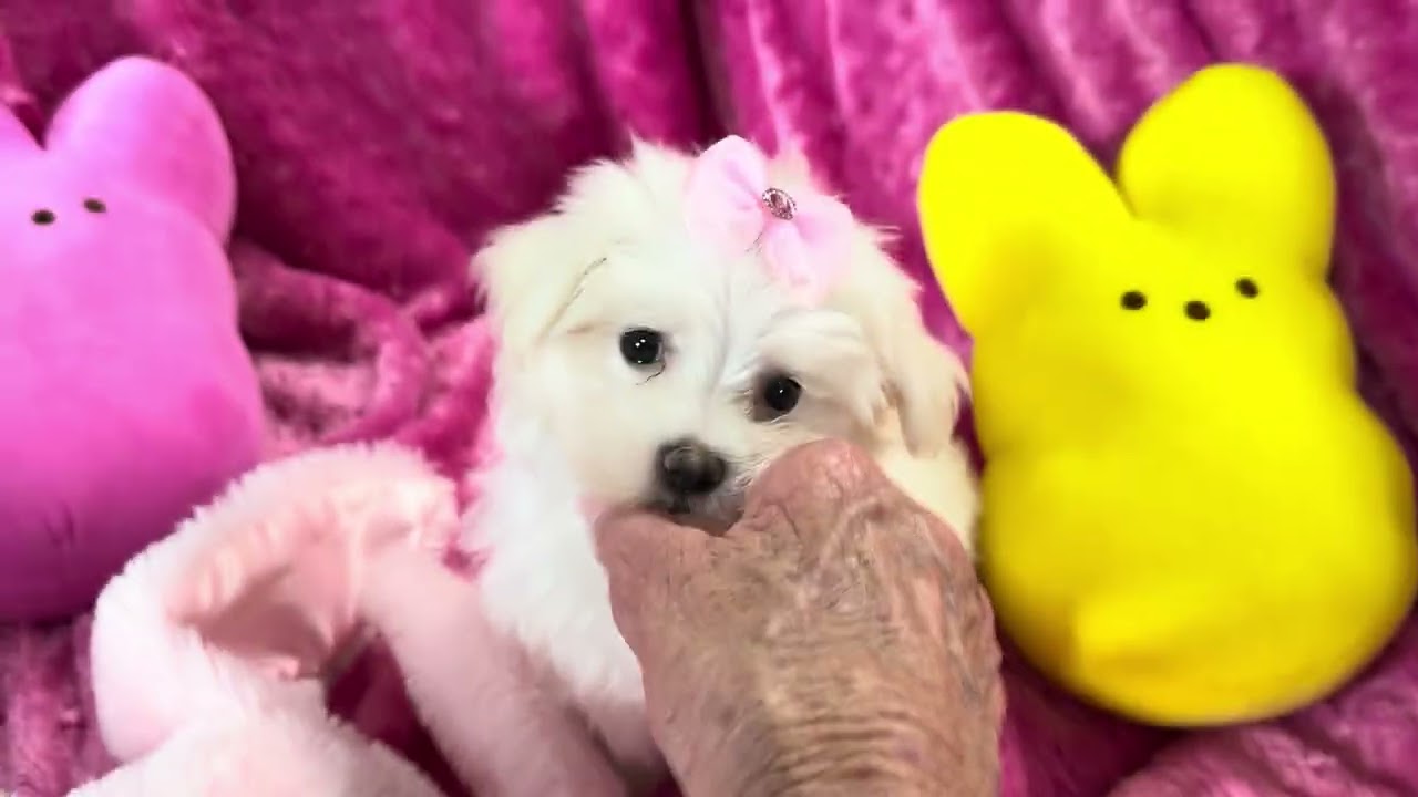 Chantilly Lace F Maltese video 2-20-26