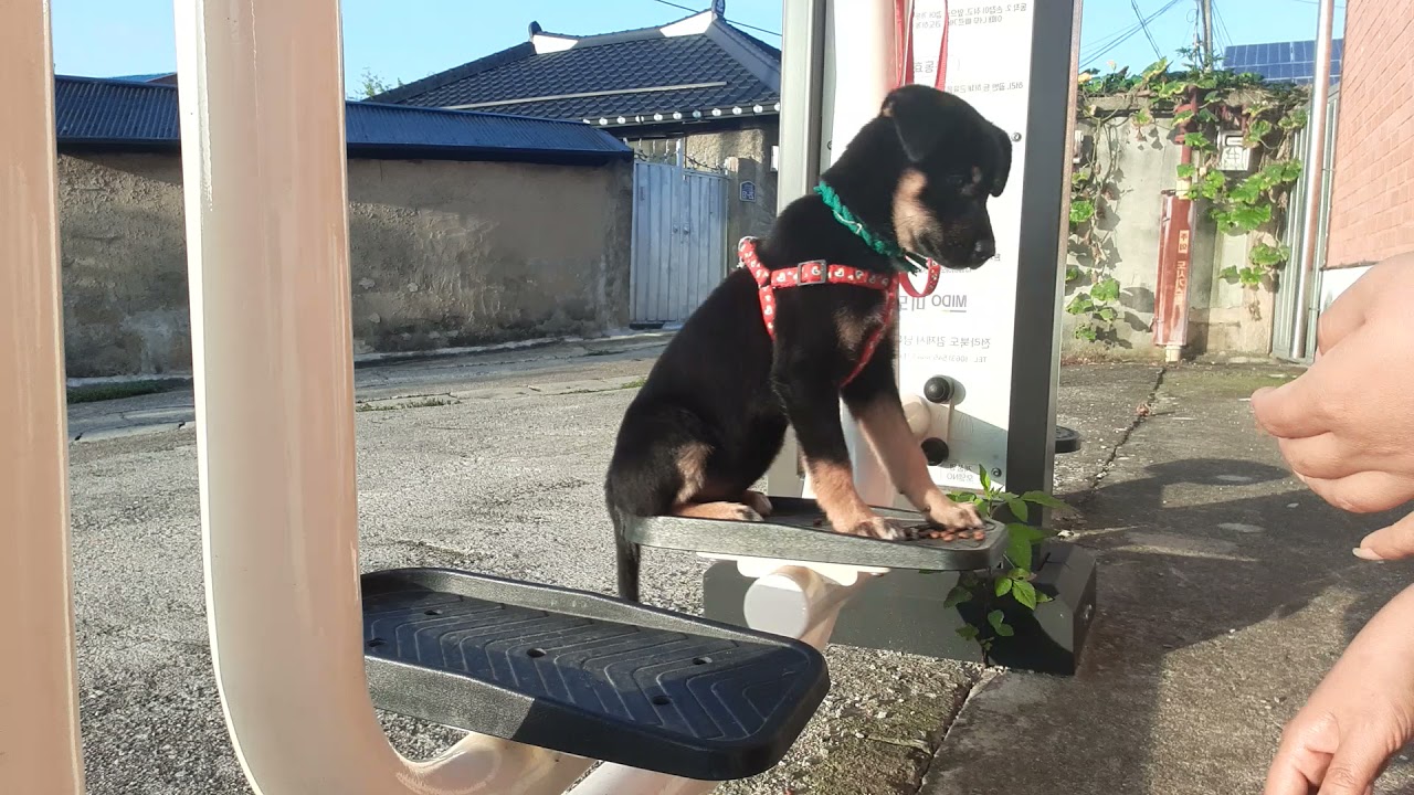 반녀견 발땀.ㅋ