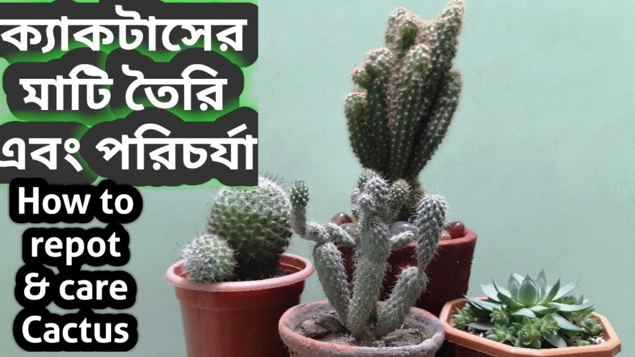 ক্যাকটাসের সয়েল মিক্স এবং পরিচর্যা/Cactus soil & care