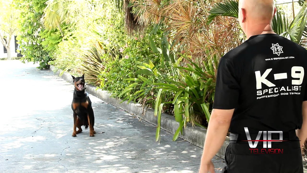 VIP TV - K-9 Specialist - http://www.k-9specialist.com