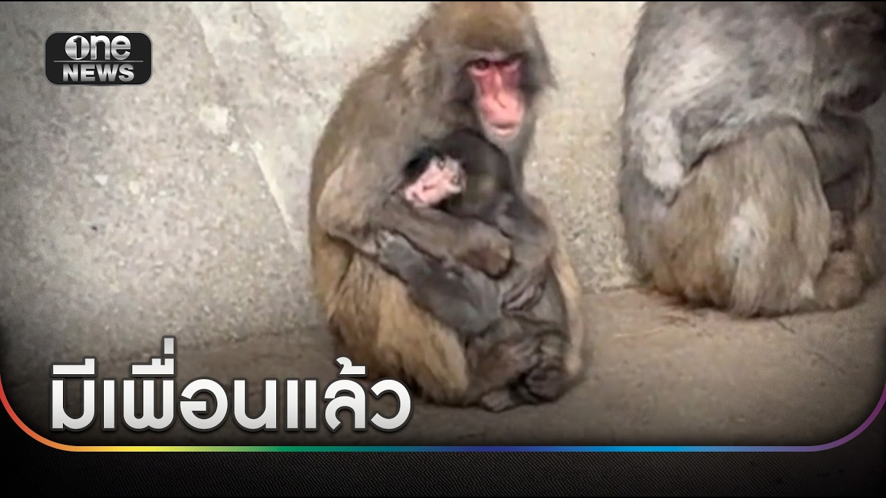 มีเพื่อนแล้ว 
