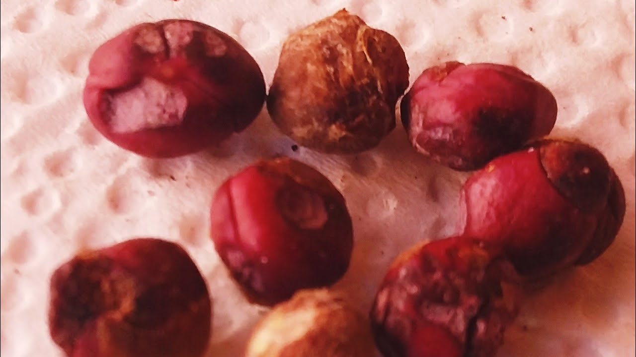 COMO GERMINAR SEMENTE DE JABUTICABA