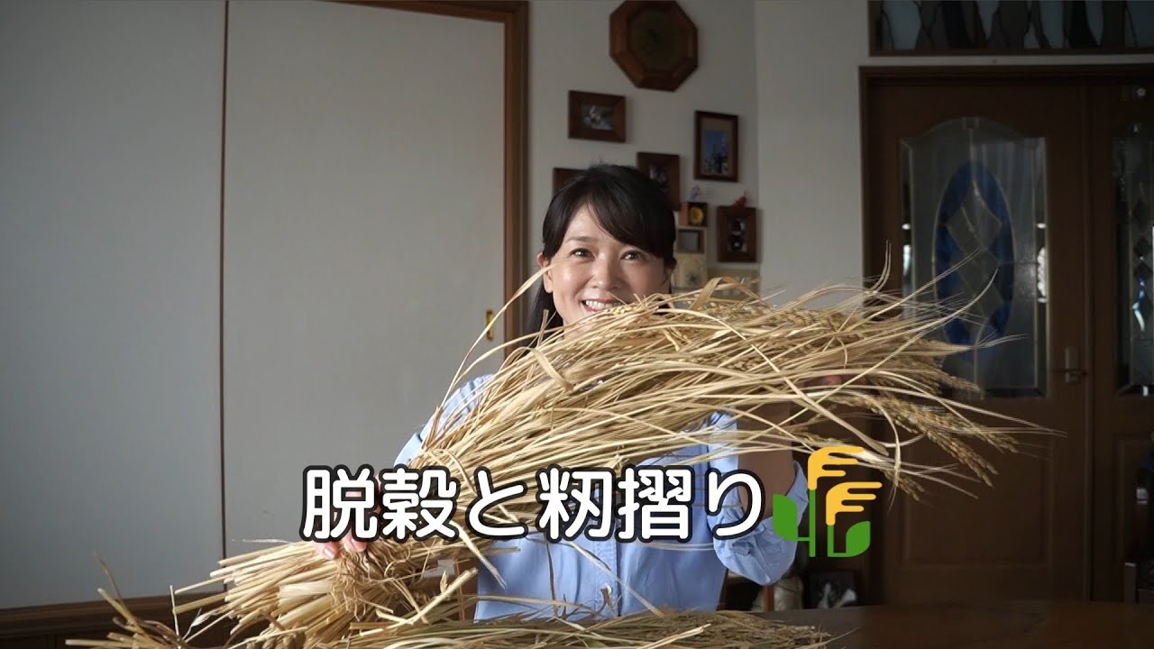 バケツ稲作で採れたお米の脱穀と籾摺り🌾