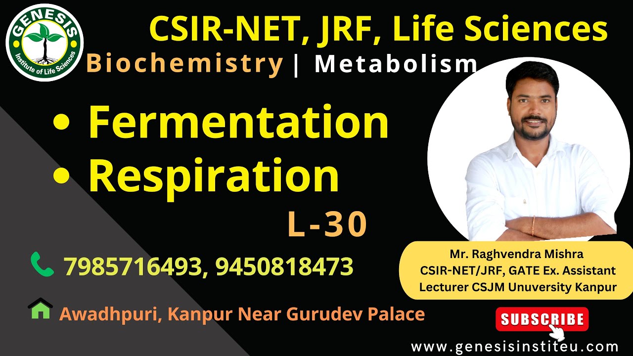 Fermentation | Respiration | Metabolism | Biochemistry