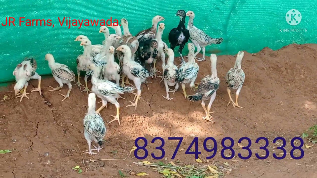 3months pillalu chicks sale / 8374983338