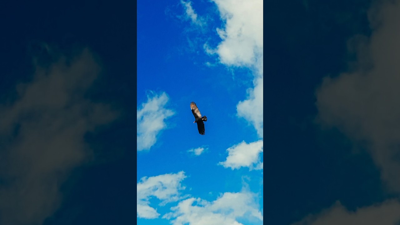 Is Sony ZV-1F good for photos?? Here is the answer🤯 | #photography #sony #nature #foryou #shorts