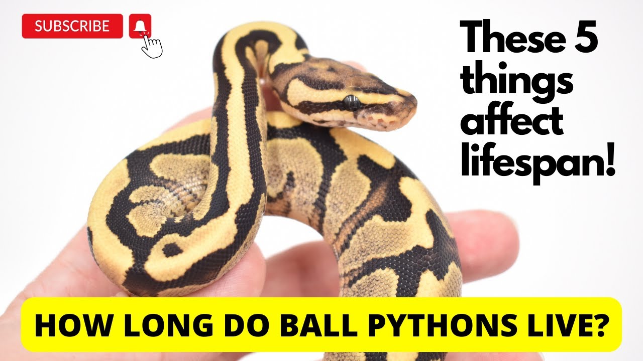 How long do Ball Pythons live?  Pay attention to these 5 factors for a long-lived snake!