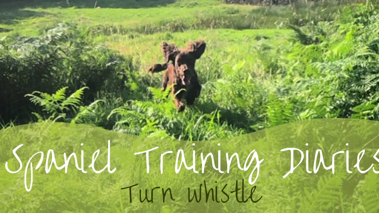 Gundog Training - Developing the turn whistle