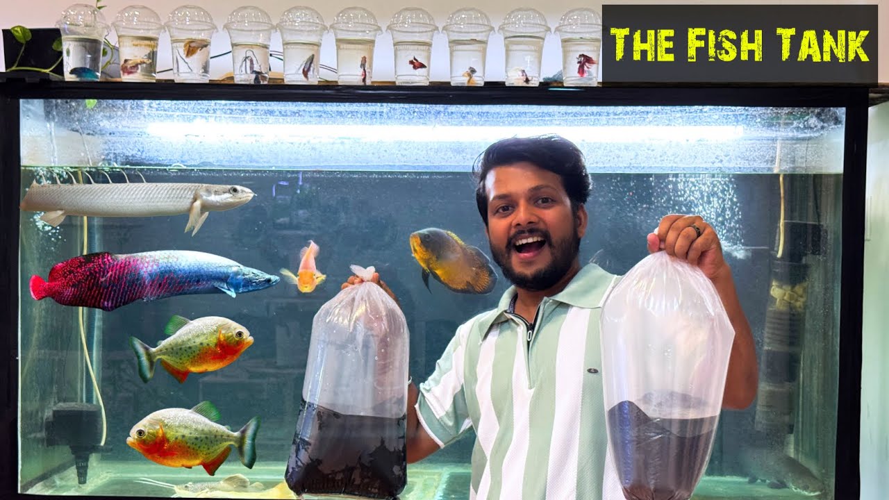 Purchased PIRANHA/Platinum GAR from “The Fish Tank” - Howrah/Kolkata❤️🔥