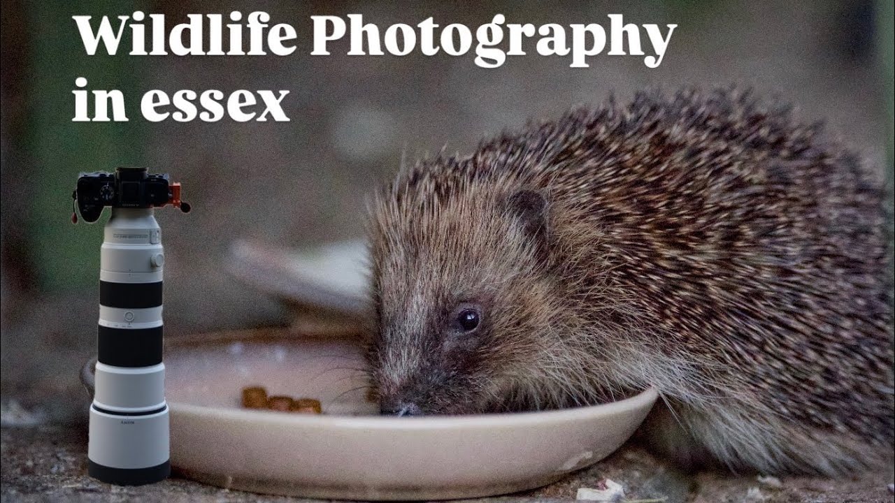 A Chilled Nature Trip To Essex