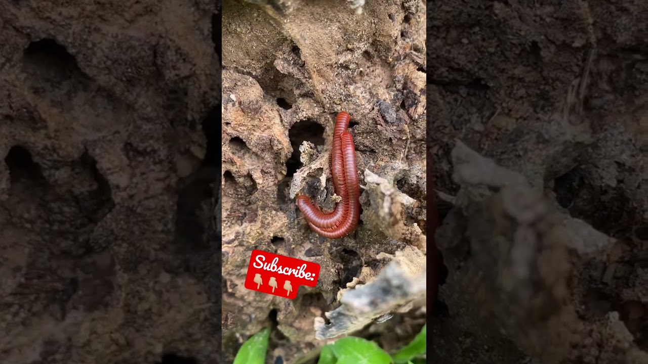 Rusty Millipedes mating attempt in the wild