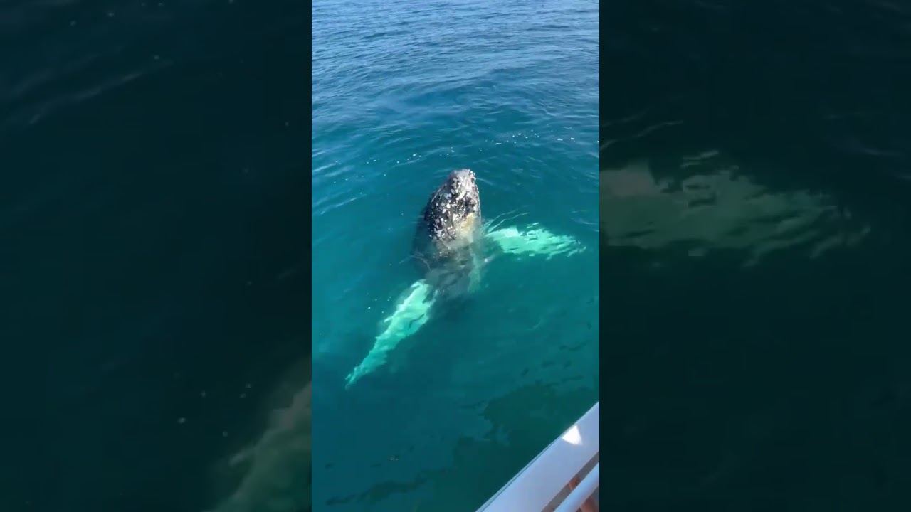 Spy hopping Humpback in Geographe Bay - Western Australia