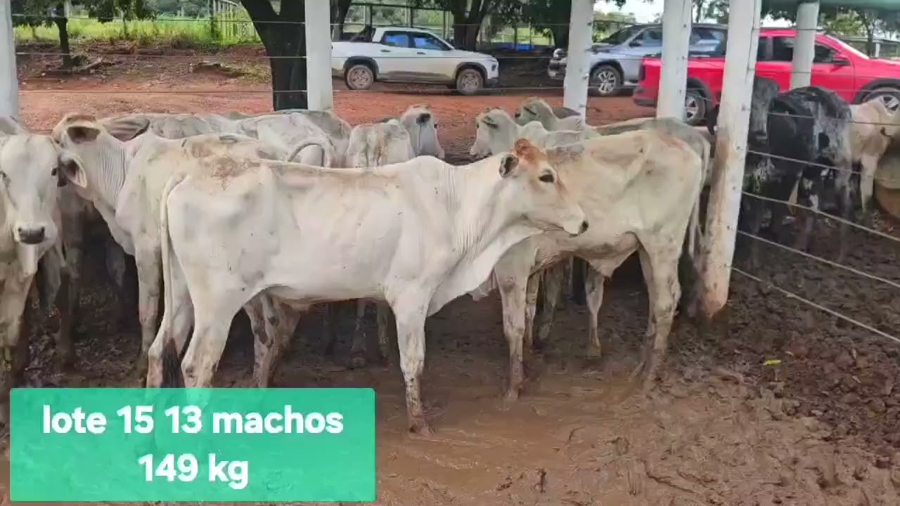 PRÉVIA LOTES LEILÃO - 24 DE FEVEREIRO - IGARATINGA/MG