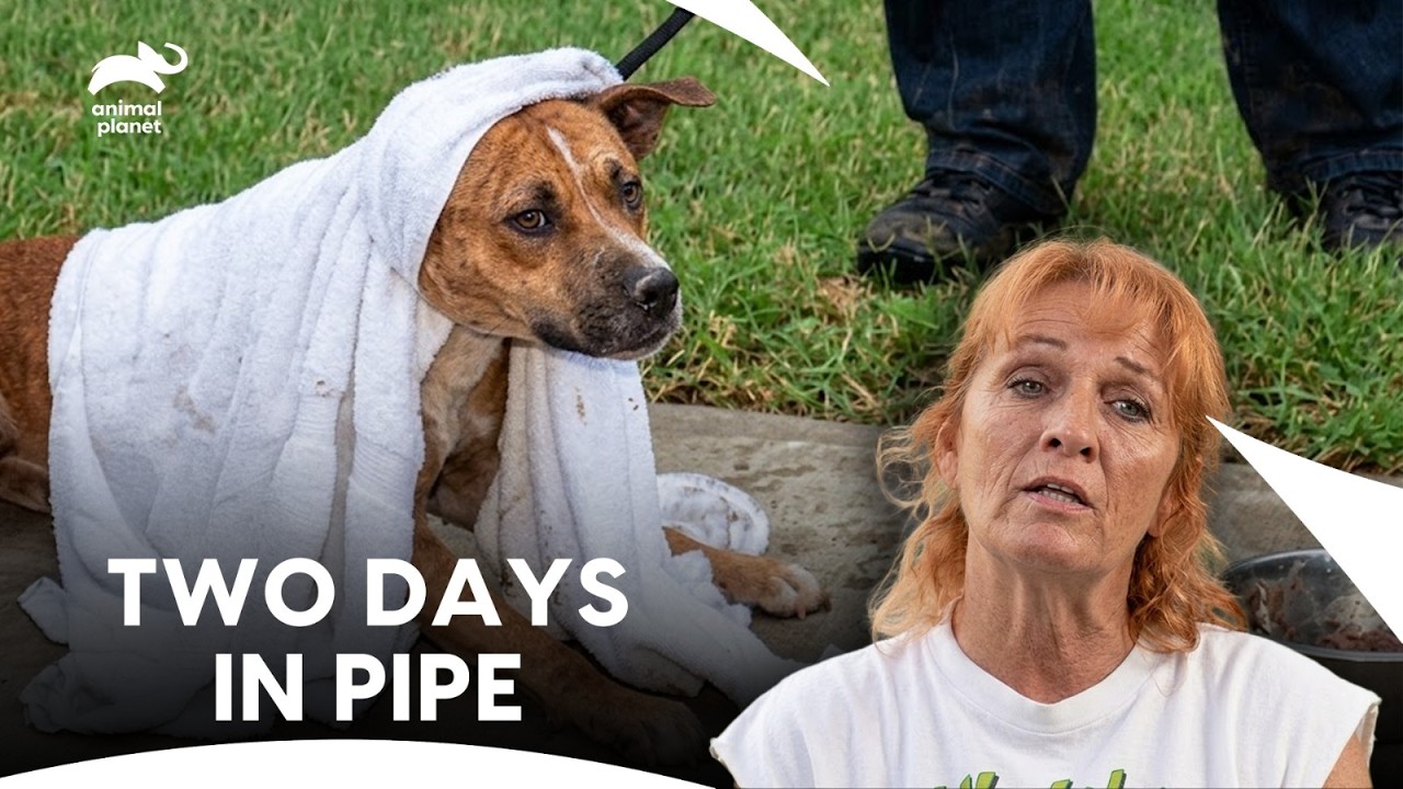 Спасение из канализационной трубы в отчаянной ситуации меняет судьбу собаки | Питбули и условно-д...
