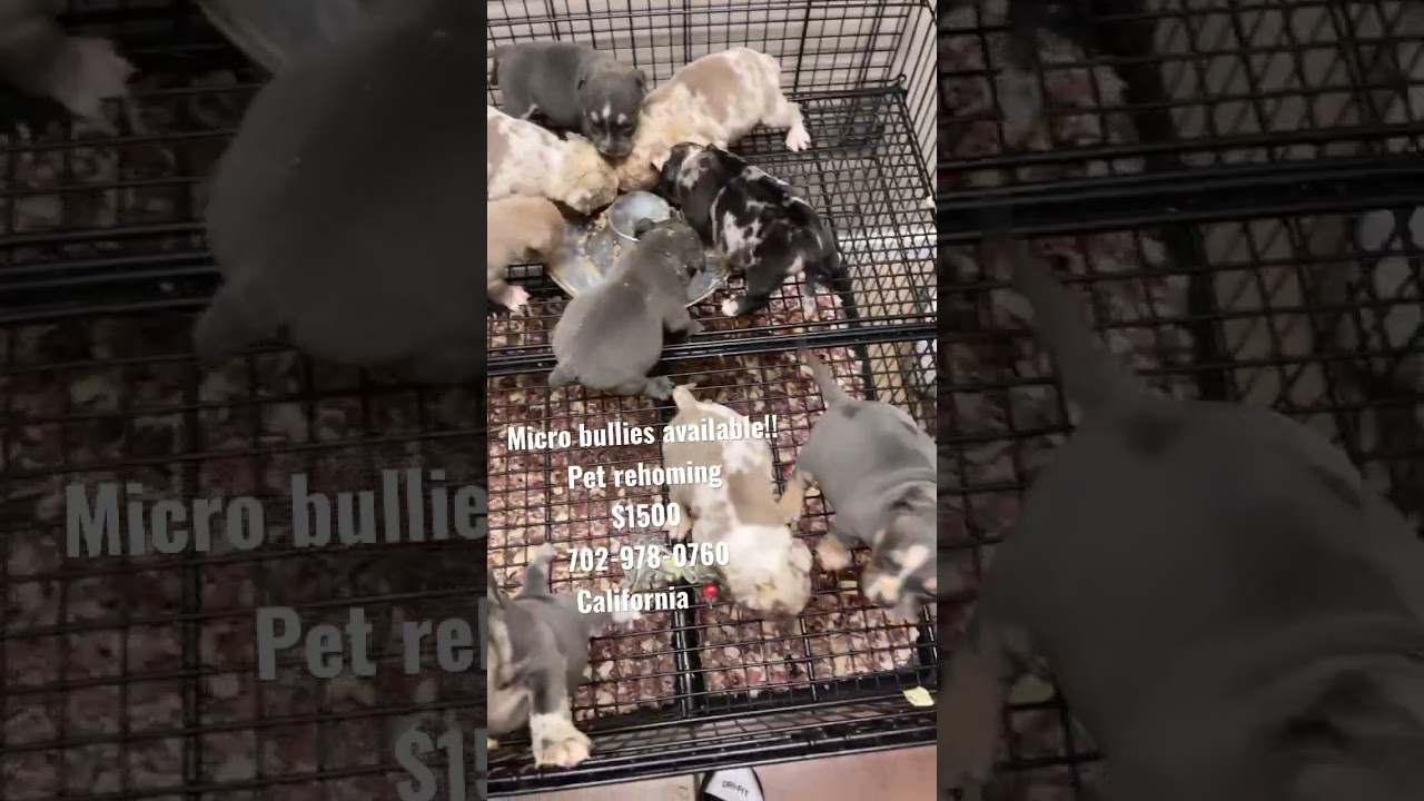 Micro Bully Puppies for Sale !!