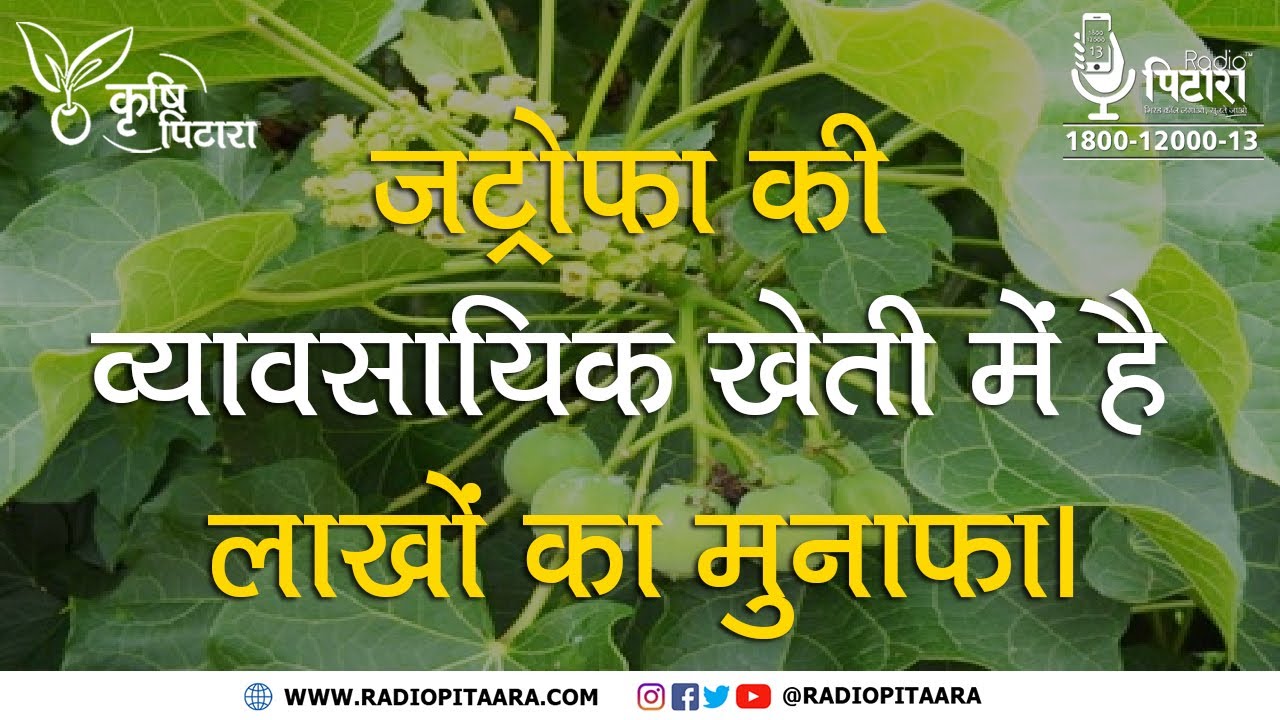 Jatropha Farming | Jatropha Farming | Ratanjot | Keep these things in mind, you will earn more profits