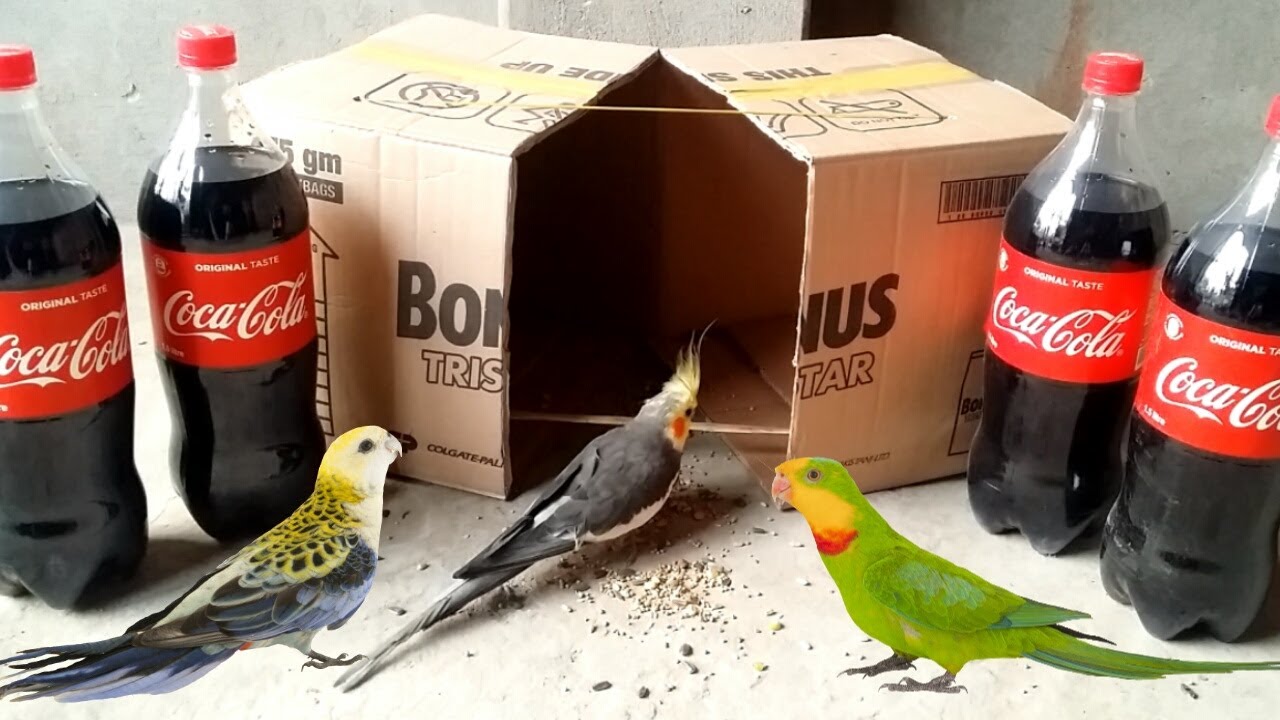 Experiment: Coca Cola Catch Parrot Bird Trap with Cardboard Box &ndash; How To Trap Parrot