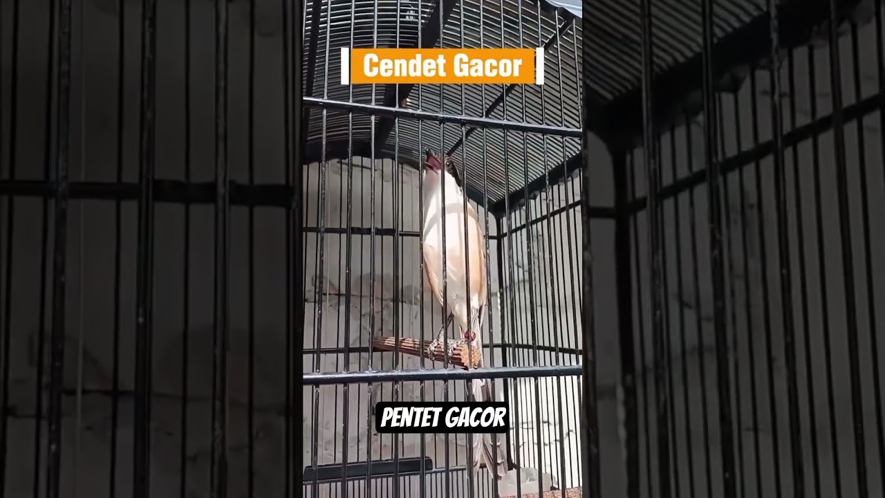 cendet gacor pentet gacor 