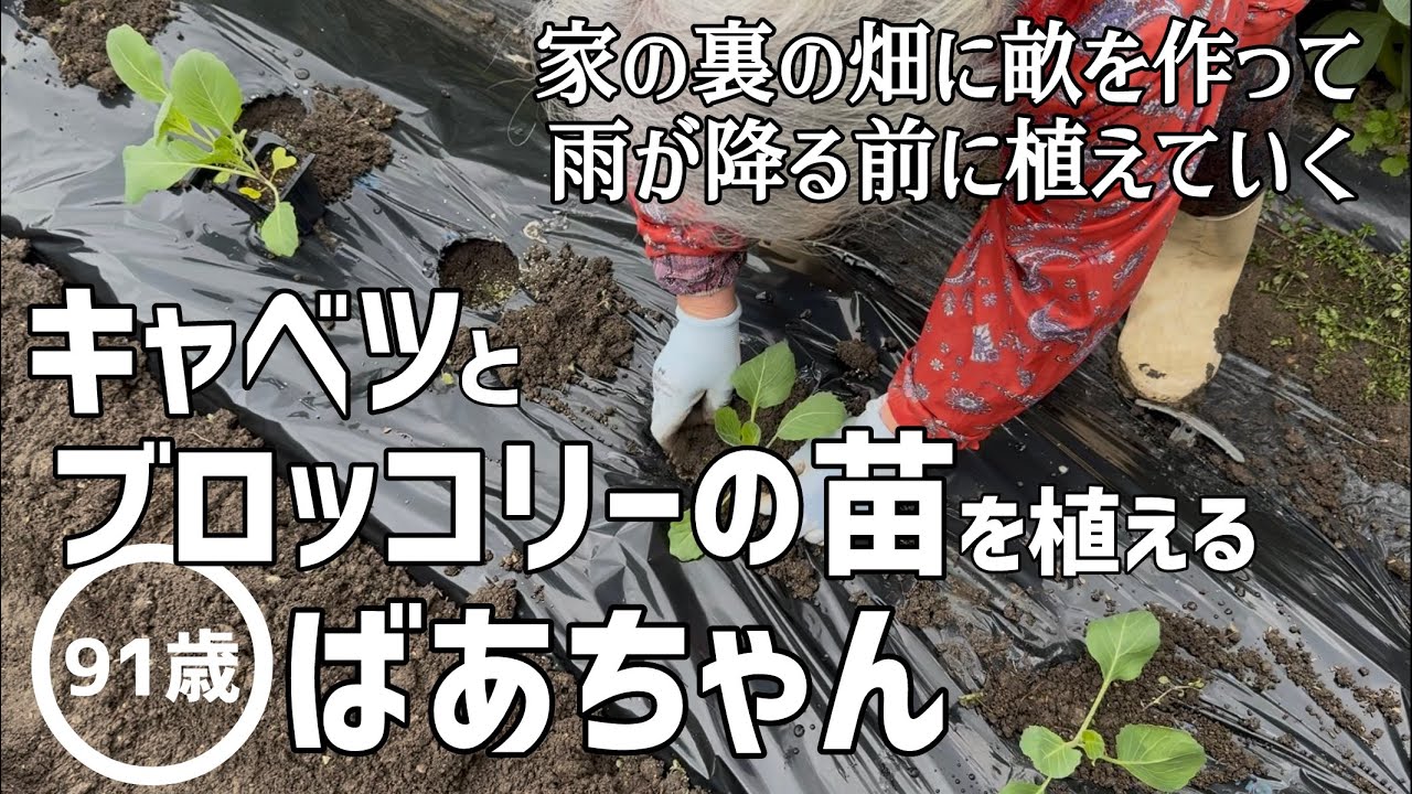 【畑仕事】家の裏の畑にキャベツとブロッコリーの苗を植える91歳のばあちゃん【田舎暮らし】