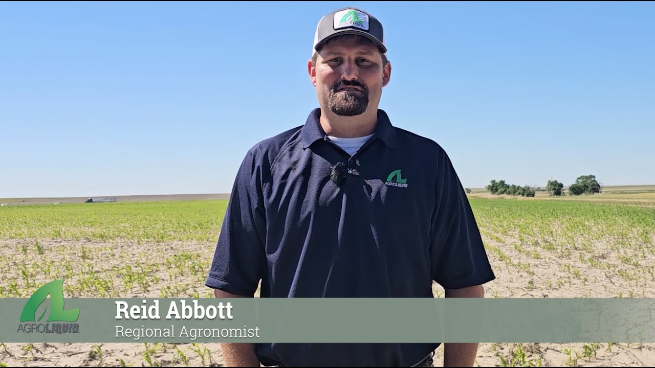 Agronomic Advisor Focus | Iron Deficiency Chlorosis