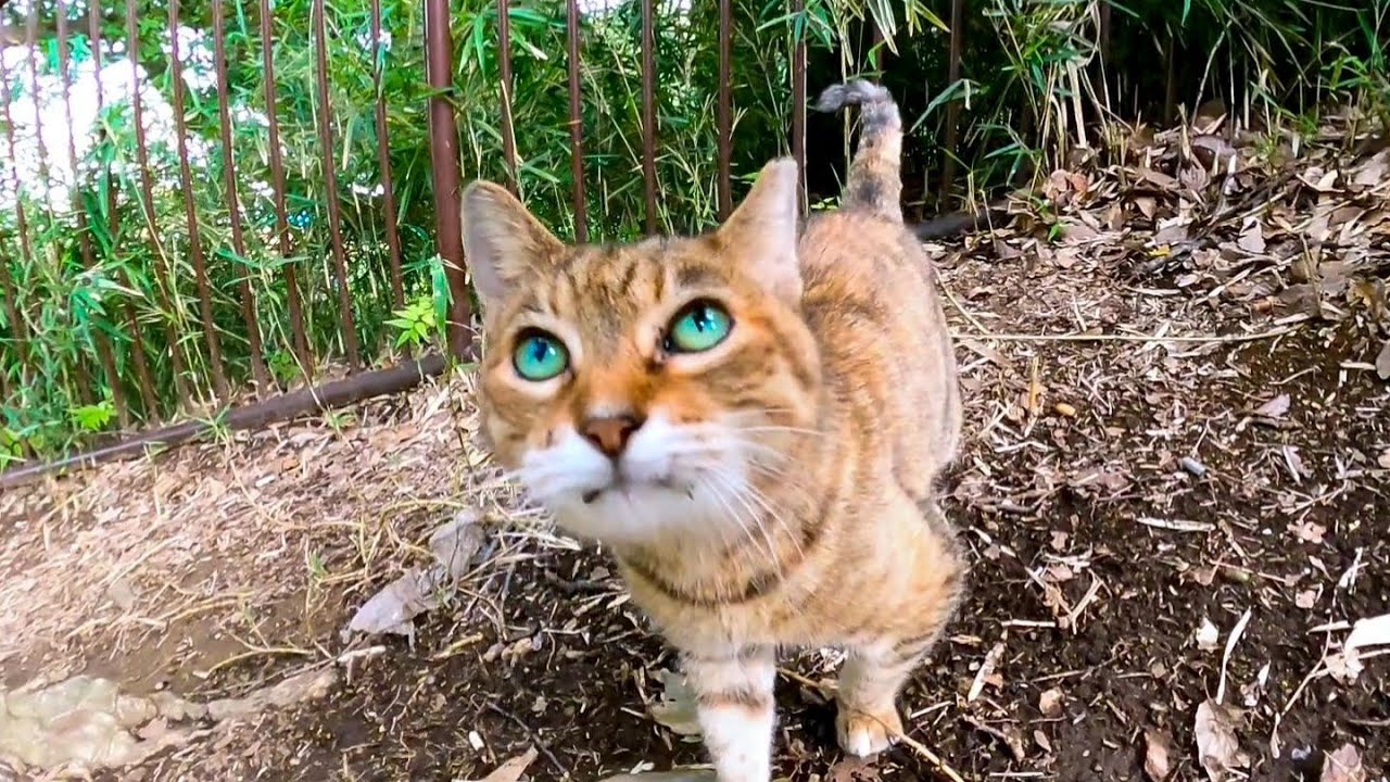 Случайная кошка вышла из травы рядом с лестницей