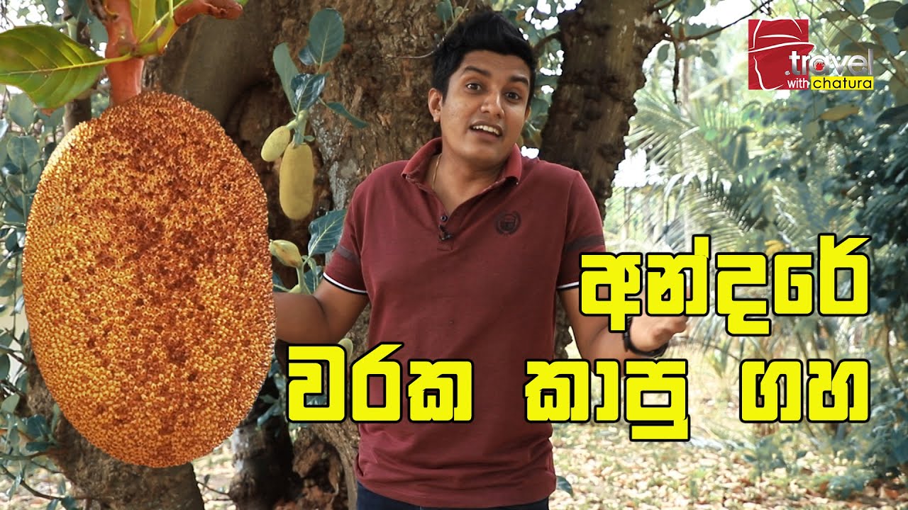 Travel With Chatura | අන්දරේ වරක කාපු ගහ