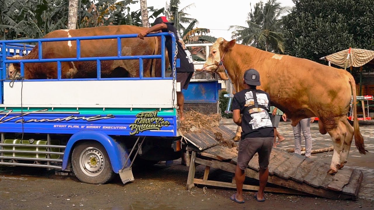 SUPER SIBUK !! PENGIRIMAN 5 EKOR SAPI QURBAN SUPER KE DAERAH JOGJA