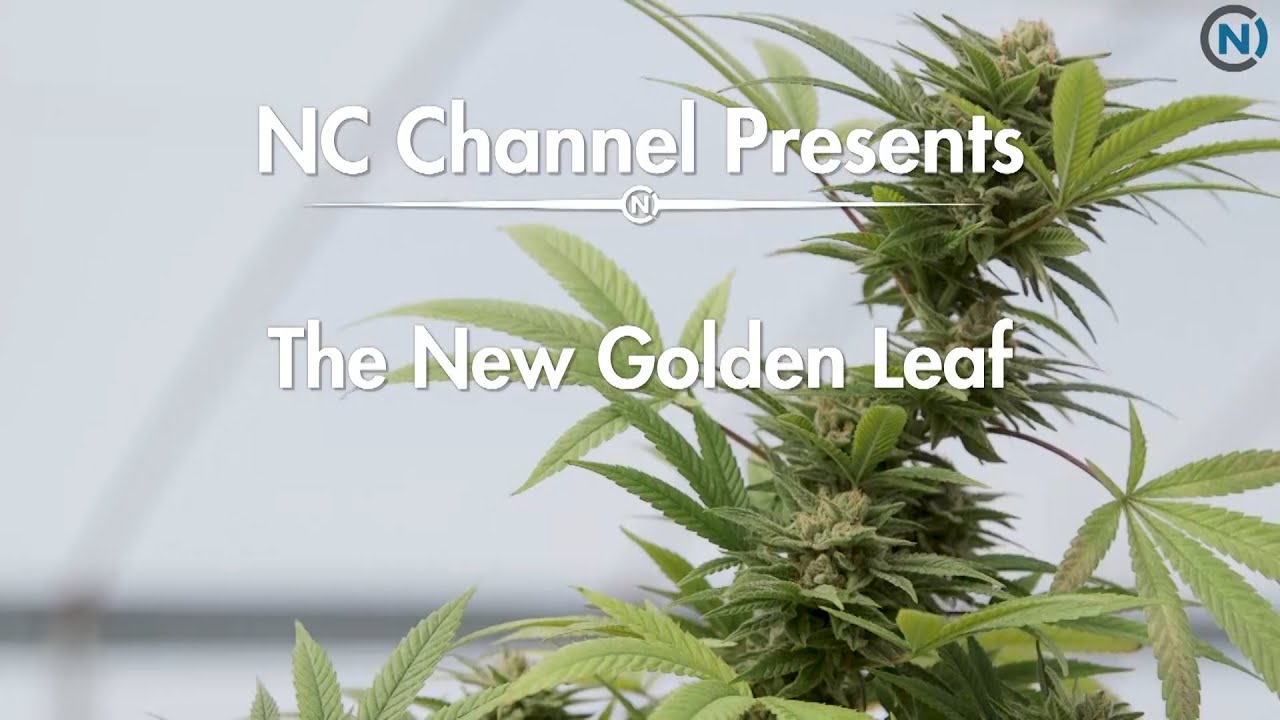 NC Channel Presents: The New Golden Leaf -  North Carolina's Hemp industry
