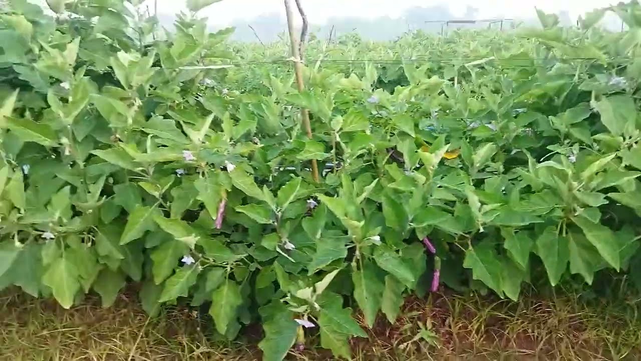 නව තාක්ෂණය  භාවිතා කර වම්බටු වගාකරමු
