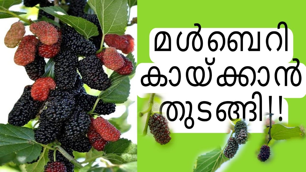 Mulberry plant-നടീൽ രീതിയും ഗുണങ്ങളും/Dr unnikrishnan/fruit plants#malayalam