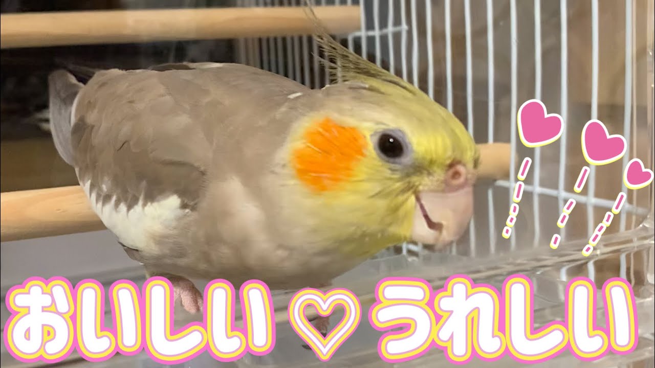 【ごはんの時間】うれしさを体中で表現するオカメインコvol.357#オカメインコ #cockatie