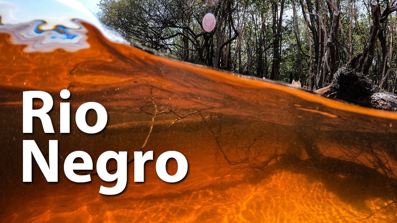 O Rio Negro e suas fantásticas criaturas