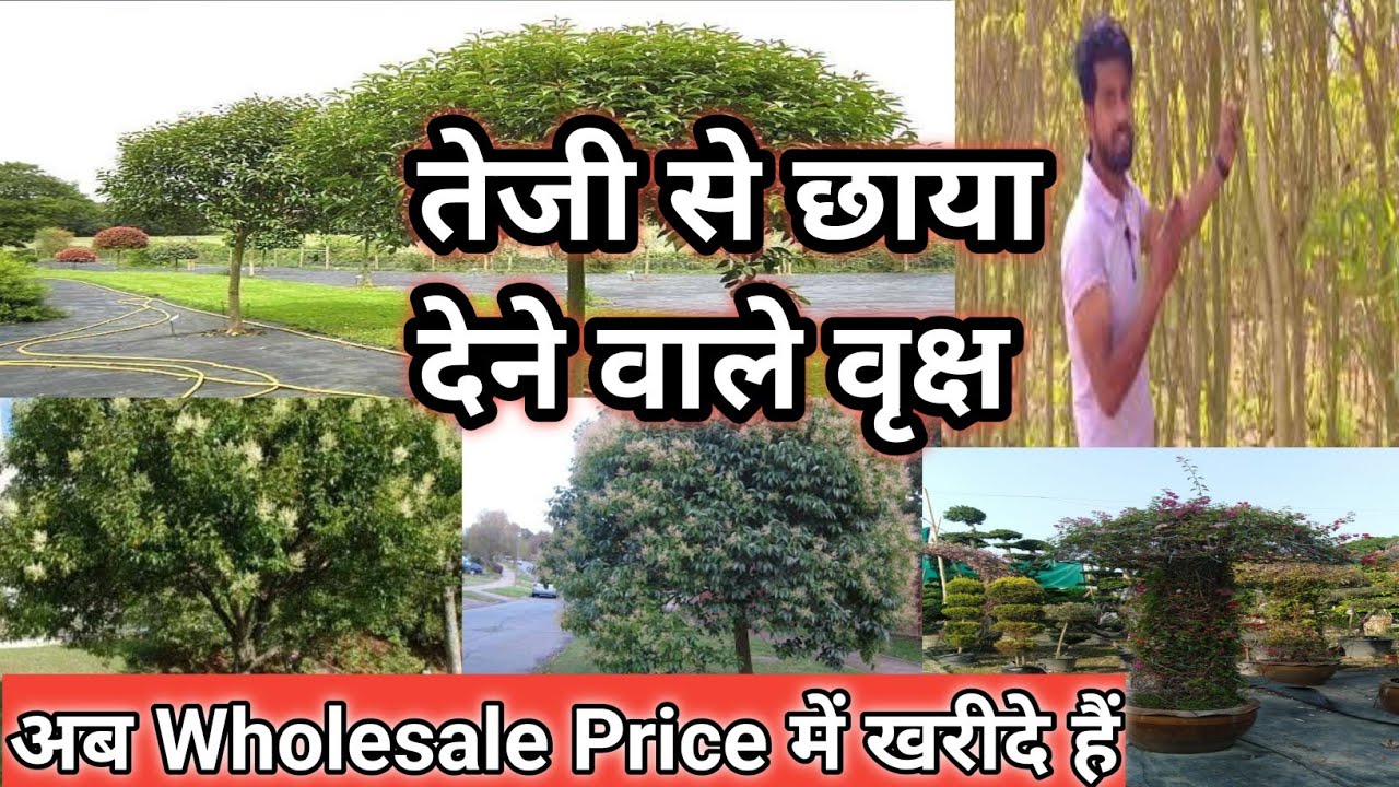 Which Indian tree Grows Fastest?Which tree grows fastest? Wholesale Nursery in Gajraula