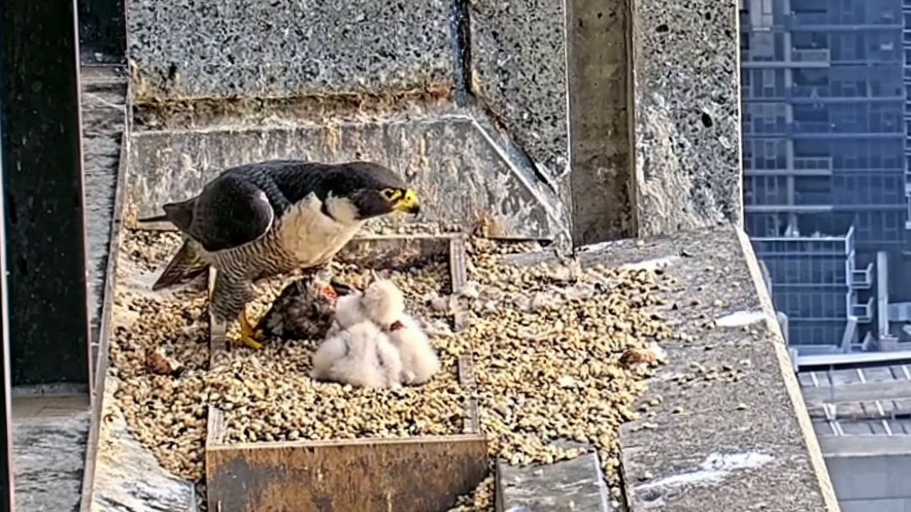 PE#05- Review mother birds brings food to feed her babies in the nest, baby birds life