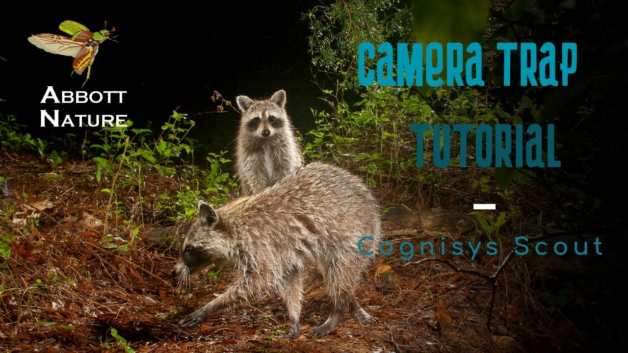 Camera Trap Tutorial - Cognisys Scout system - most intuitive set up