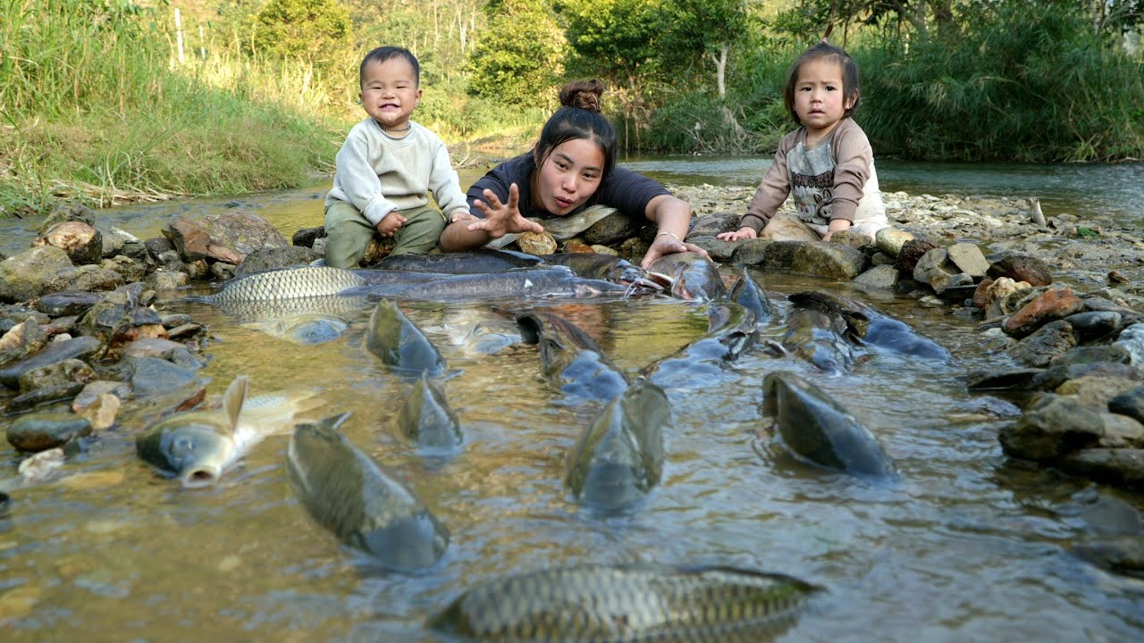 Harvest fish ponds with your children, meet huge flocks of fish and bring them to the market to sell