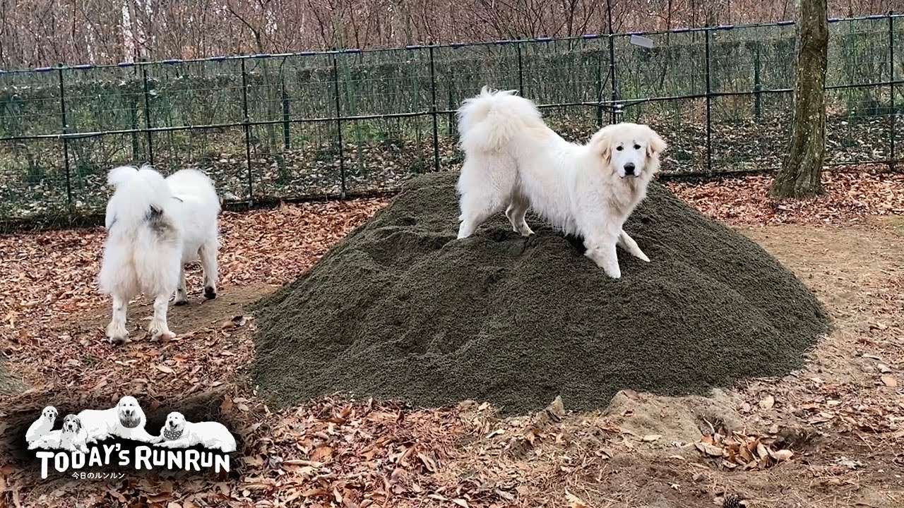 誕生日プレゼントで砂山をもらいとても嬉しいリリーです　Great Pyrenees　グレートピレニーズ