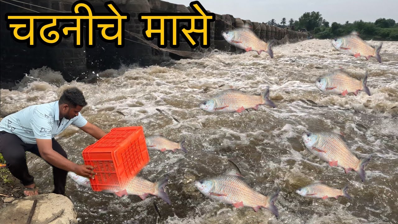 अ.ब्.ब् ऐवढे मासे 🐟 ह्याला म्हणतात चढणीचे मासे.. 😳 #chadhnichemase