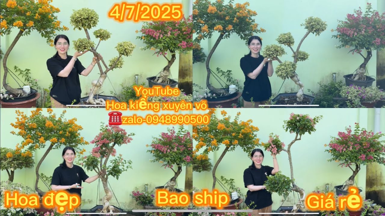 Hoa kiểng xuyên võ ngày 4/7/2025 nhiều hoa đẹp giá rẻ, bao ship toàn quốc