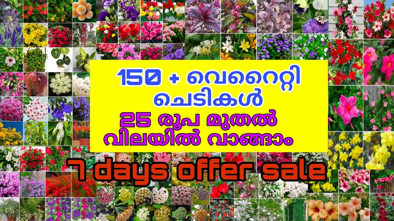 🌺🤩🌼 150+ വെറൈറ്റി ചെടികൾ വെറും 25 രൂപ മുതൽ വിലയിൽ ഓൺലൈനായി വാങ്ങാം #reels #garden #home #flowers