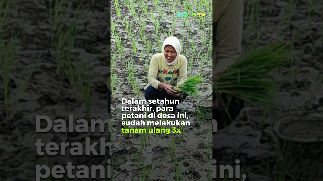 PASCA TERENDAM BANJIR, PETANI MULAI TANAM ULANG #jogjatv #klaten
