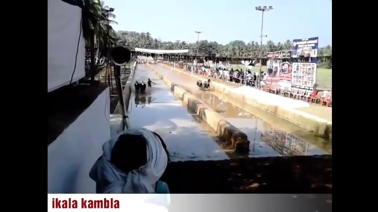 Ikala kambla 2014-15-◆Tulunada porlu{Buffalo race}
