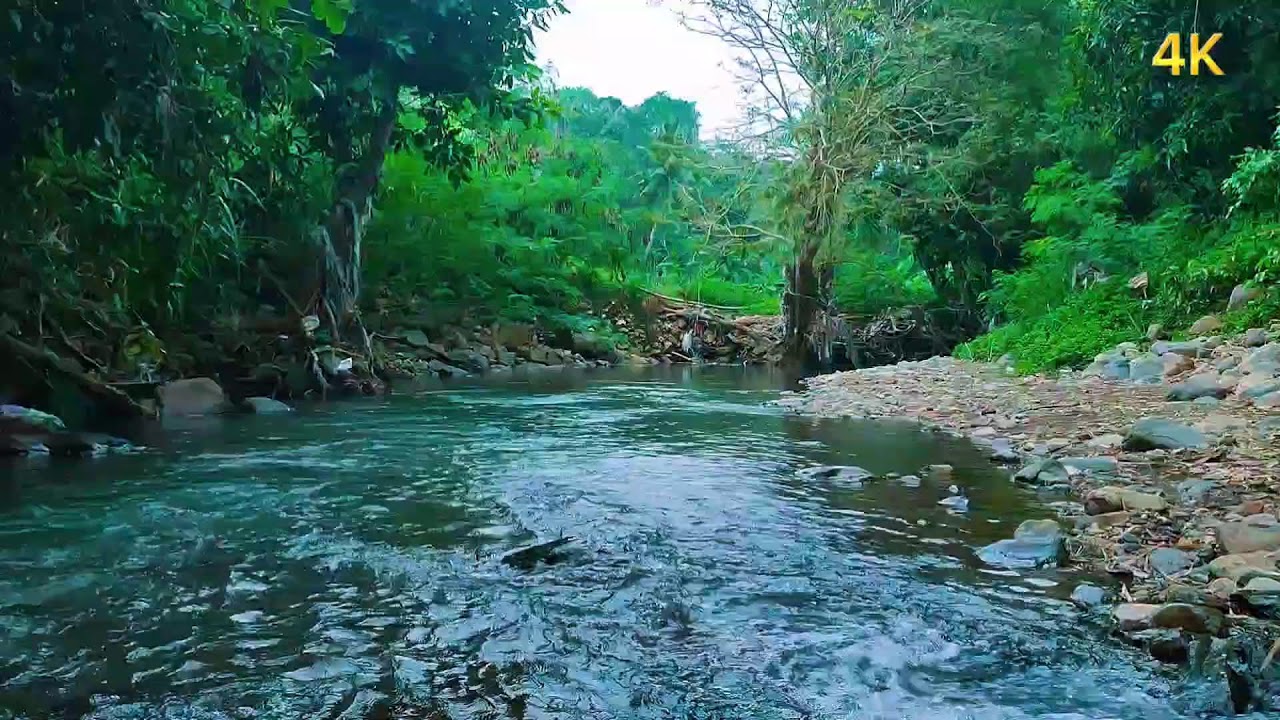 Relaxing Forest Atmosphere | Flowing Water & Birdsong in a Cool, Deep Forest | Nature Sounds
