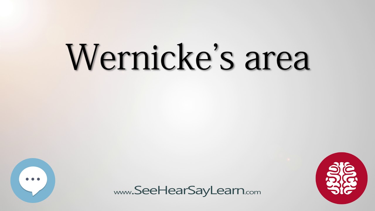 Wernicke's area   Anatomy of the Brain   SeeHearSayLearn 🔊
