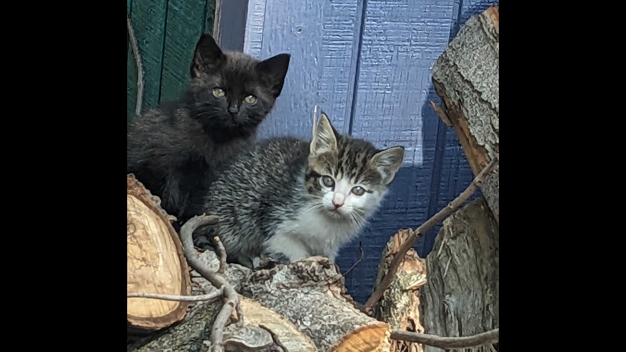 Shorty Gray Kat finally gets her kittens to try some kitten chow.