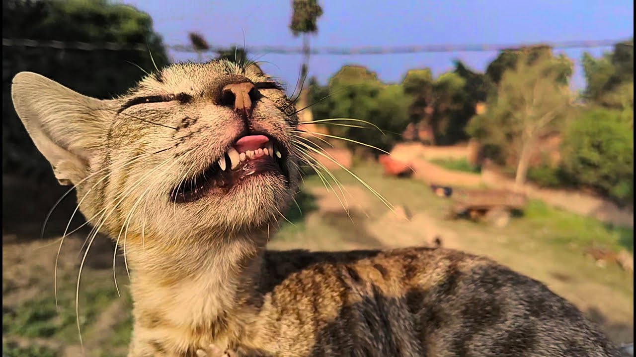 Cute cat 