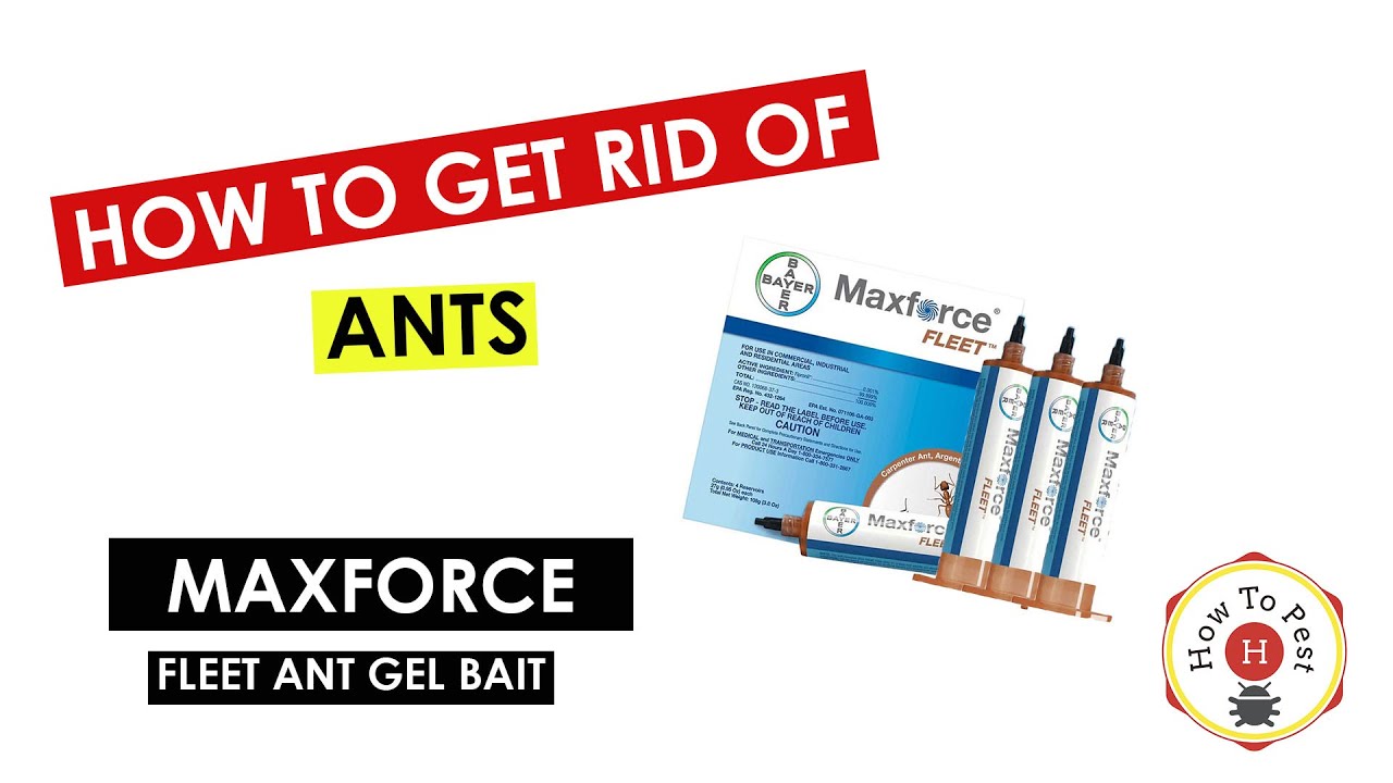 How to Use Maxforce Fleet Ant Gel Bait | DIY Ant Control Tutorial