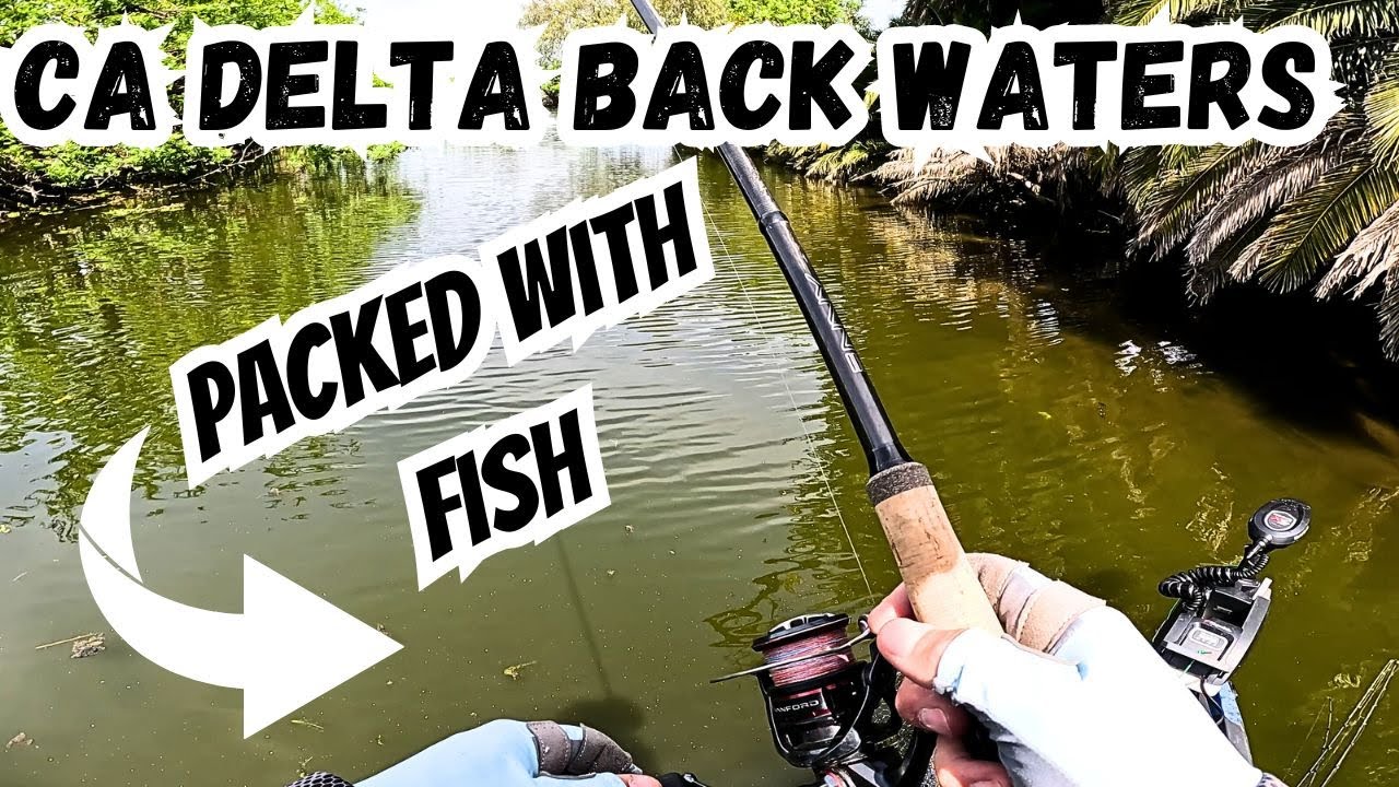 California Delta Bass Fishing | Backwaters LOADED with fish