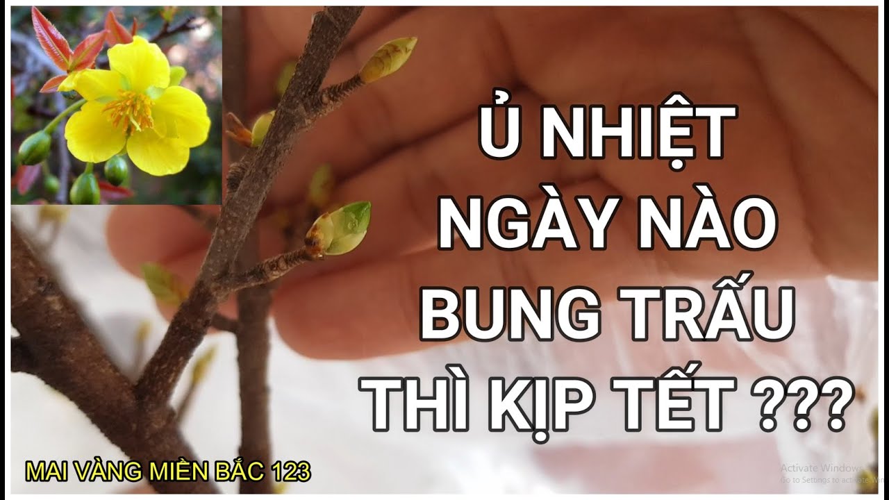 🔴 QBS2169 - NGÀY NÀO BUNG VỎ TRẤU THÌ CÂY MAI NỞ ĐÚNG TẾT || KÍCH NỤ MAI VÀNG NỞ ĐÚNG TẾT